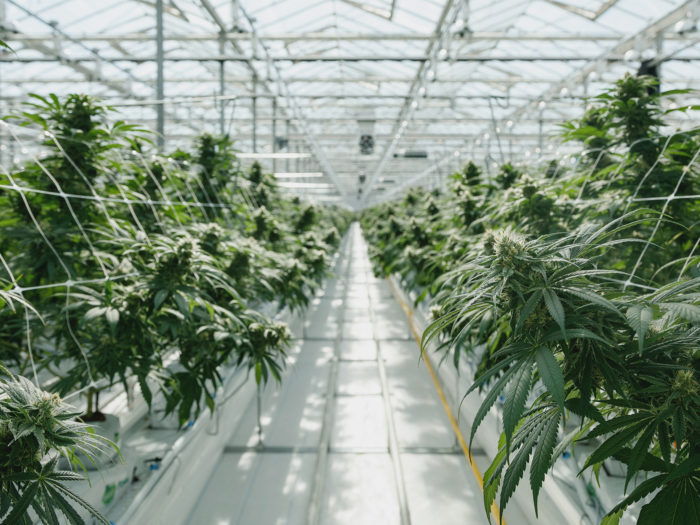 Aisle between rows of cannabis plants growing under greenhouse glass