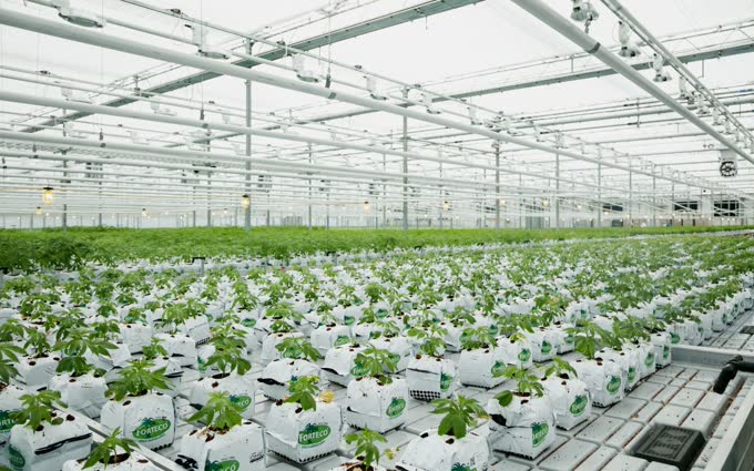 Pure Sunfarms commercial cannabis greenhouse with NXT2 fixtures