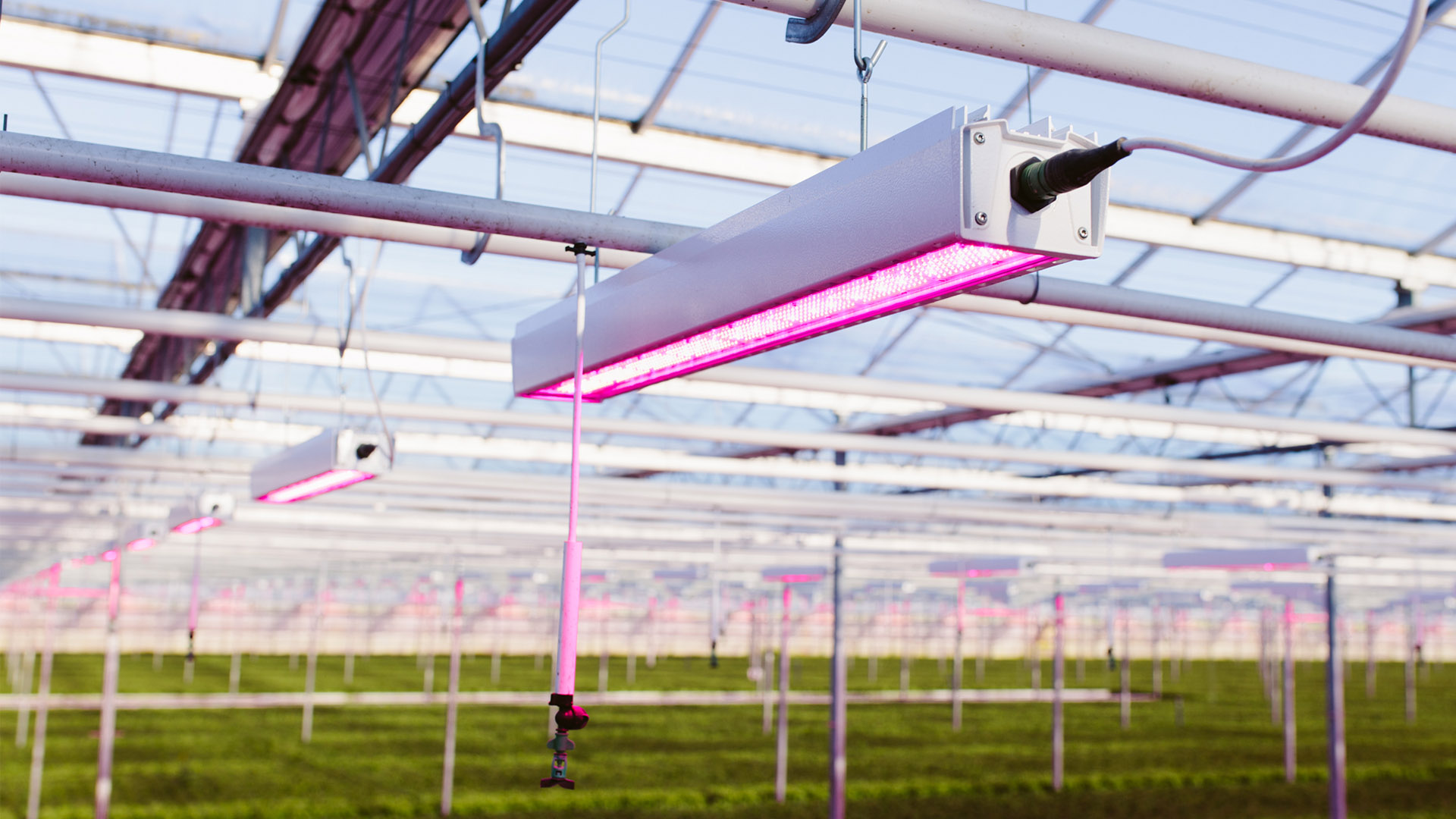 Early HortiLED LED trial installation in Canadian greenhouse
