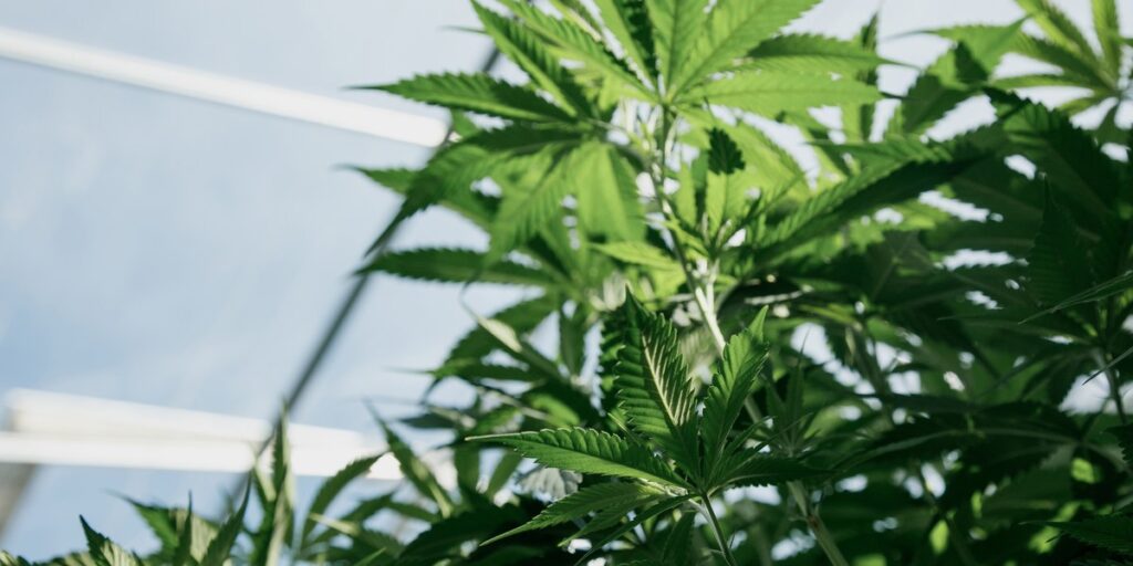 Demystifying Light Levels For Cannabis Grows