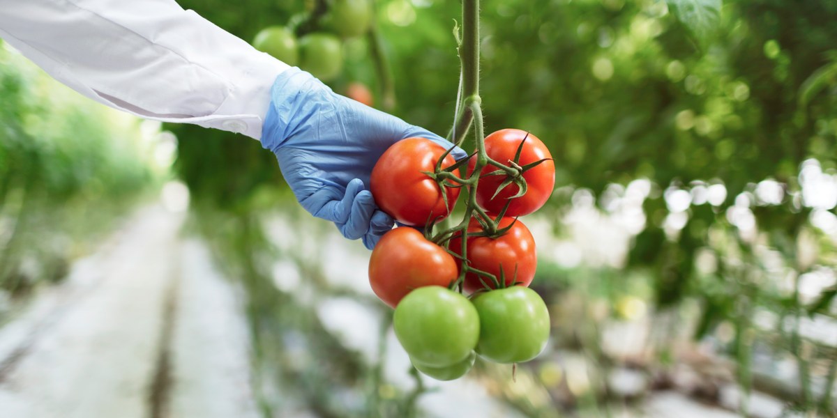 Old Souls Farms tomatoes being picked by a grower inside a commercial greenhouse