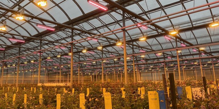 CEA Lighting Upgrades: What’s the Right Solution for your Facility?