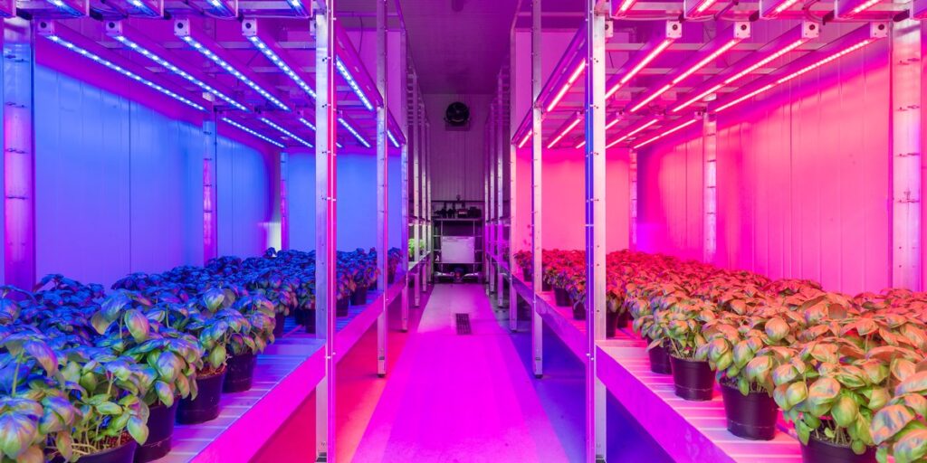 Full Spectrum Versus Red/Blue Spectrum LEDs