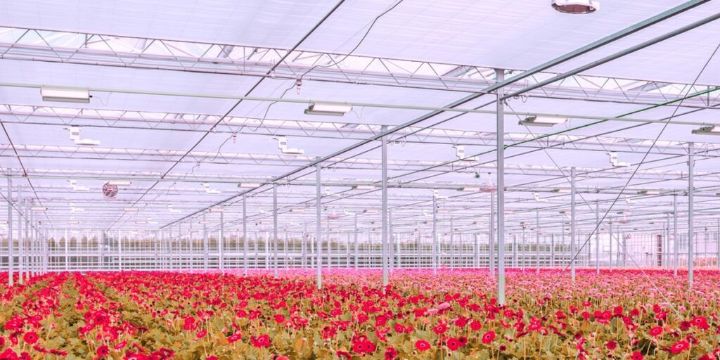 Are all LEDs Created Equally? Six Things you Must Know Before Purchasing LED Horticultural Lighting