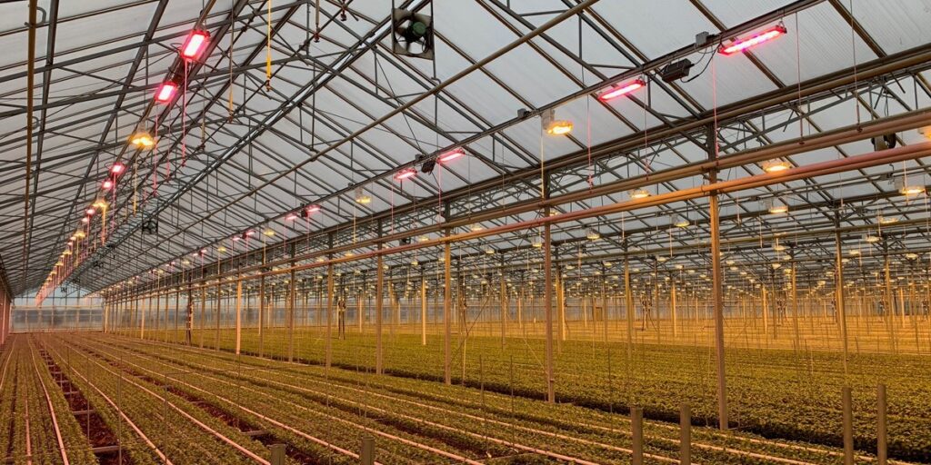 Hybrid HPS and LED lighting over young crops in a commercial greenhouse