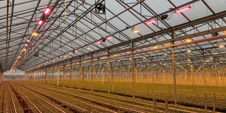 The ROI of LED Lighting for CEA Growers: Budgeting for a Smart Retrofit in 2026