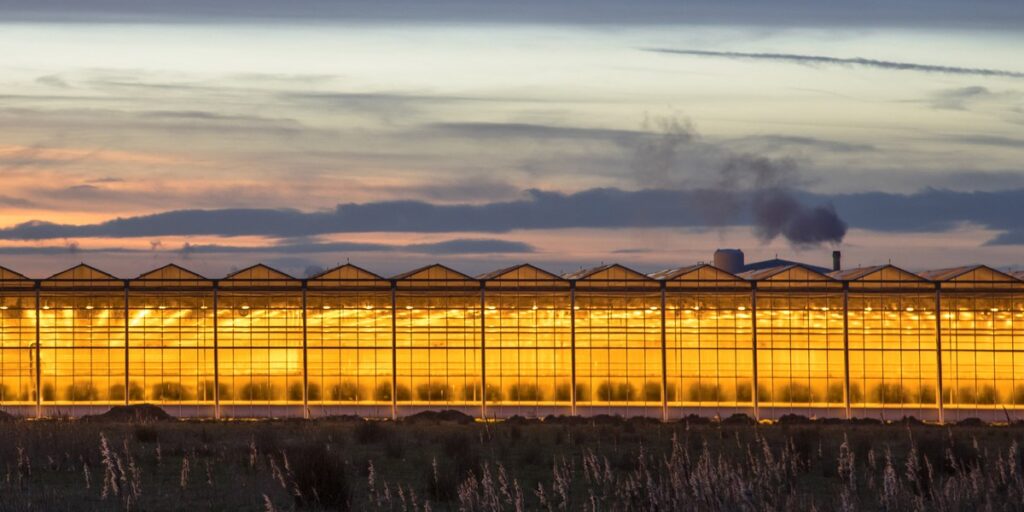 Row of greenhouses glowing with supplemental lighting at dusk