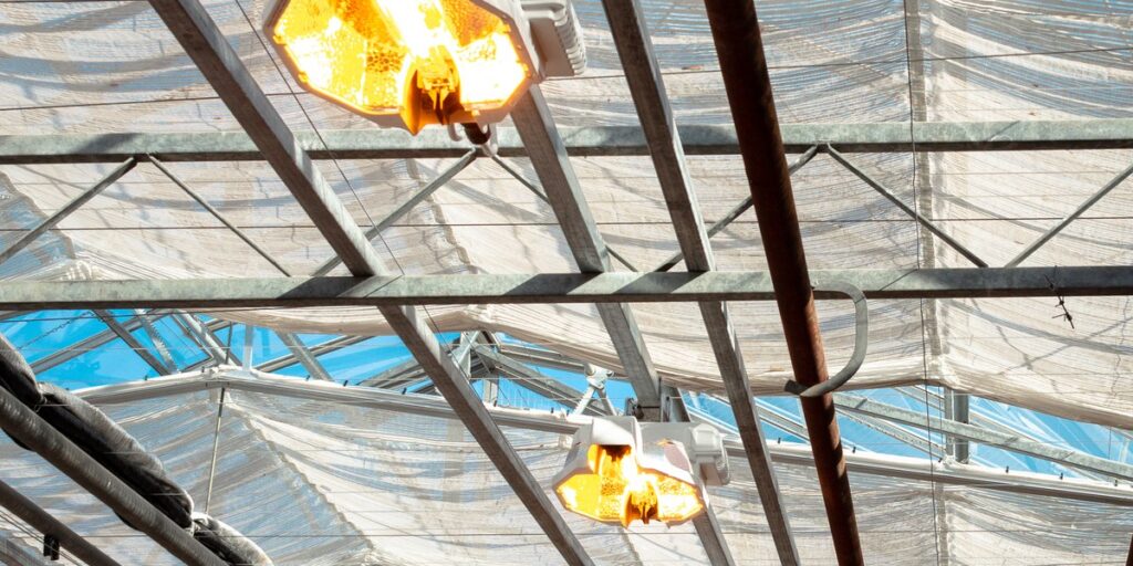 HPS grow light fixtures installed in a greenhouse showing electrical infrastructure