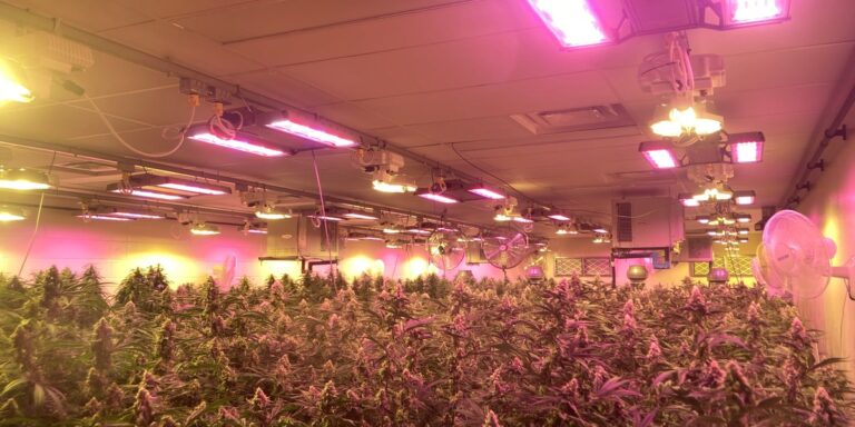 Should I Use HPS or LED for Growing Licensed Cannabis?