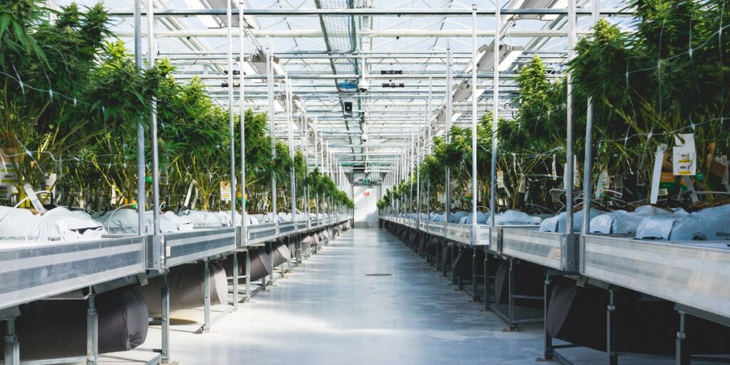 Light Uniformity – Comparing LED and HPS Luminaires