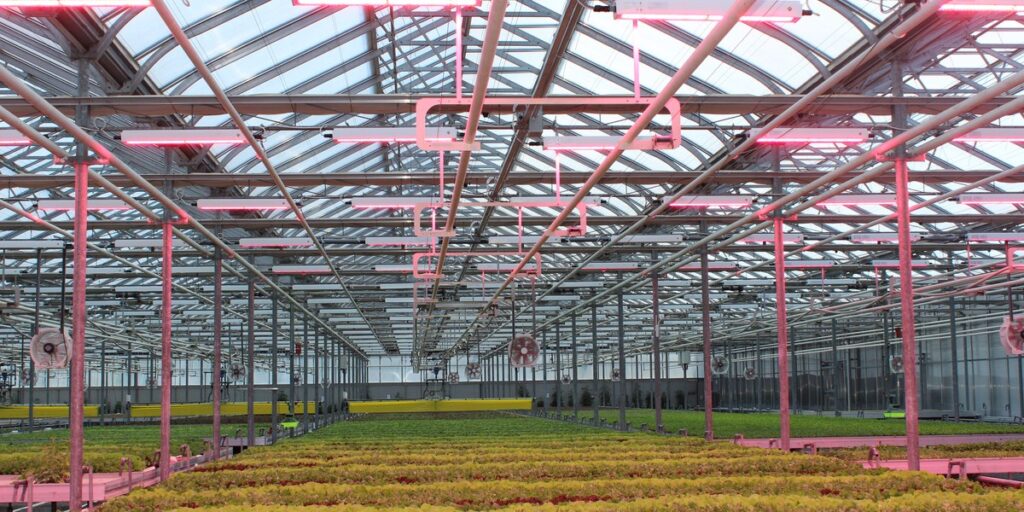 Lettuce crop growing under LED toplighting in an Ontario greenhouse