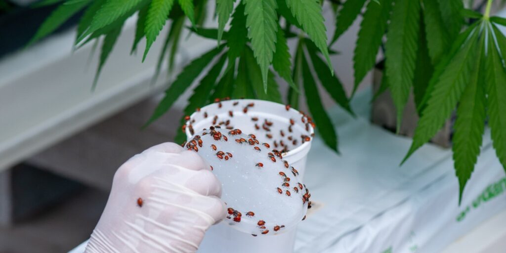 Grower releasing beneficial insects for pest management near a cannabis leaf