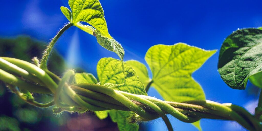 Why Plants See Light Differently Than Humans