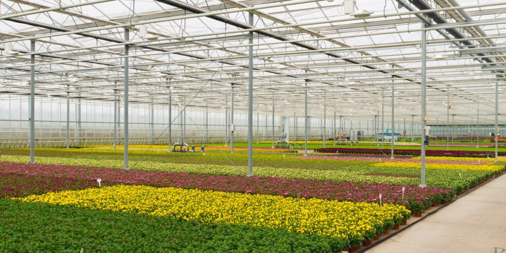 Colorful bedding plant rows in a greenhouse showing plant morphology under different light