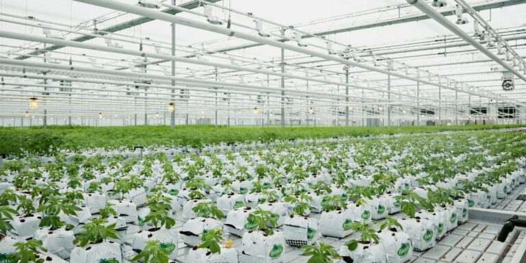 Lighting Recommendations for Successful Plant Propagation