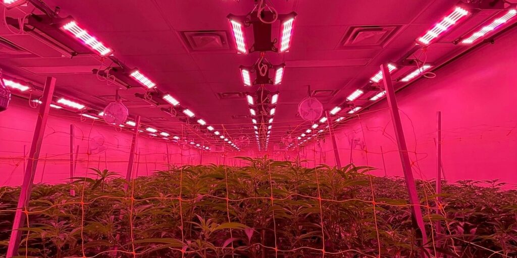 Indoor cannabis facility under full-LED grow lights