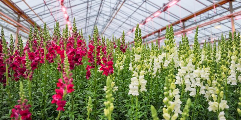 Lighting Strategies for Ornamental Crop Production. Discover what lighting system works best for your application
