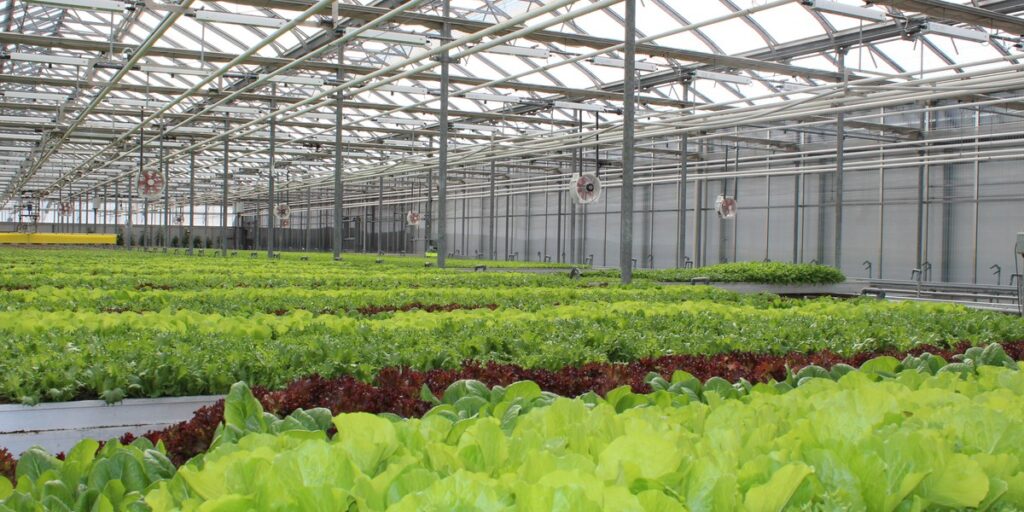 Rows of green and red lettuce growing under LED toplighting in a glass greenhouse