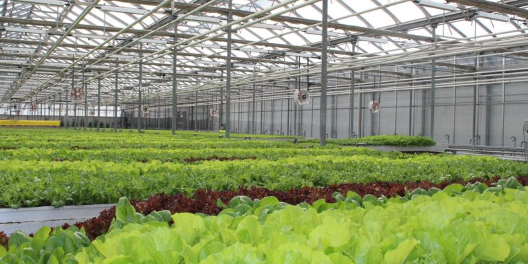 Summer Spectrum Strategies: Optimizing Greenhouse Lighting Efficiency | Expert Article