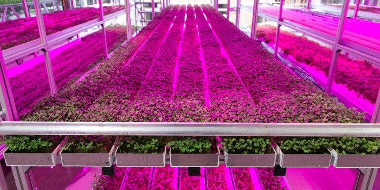Pros and Cons of Growing Leafy Greens in a Vertical Farm
