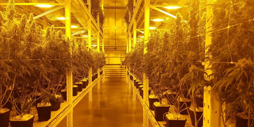Can you be profitable growing cannabis vertically? Things to consider