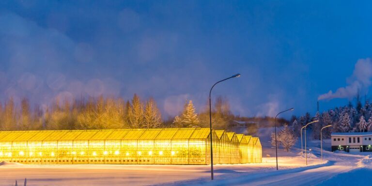 Winter Greenhouse Lighting: Why Supplemental Lighting Matters as Winter Drags On