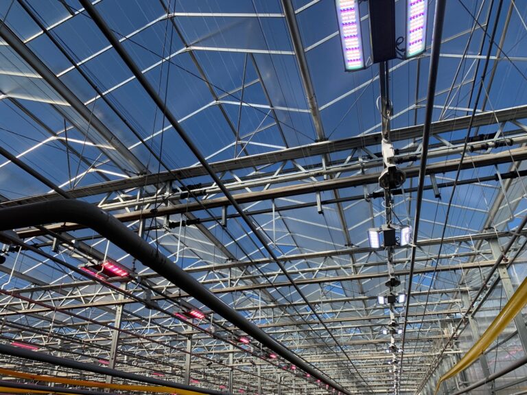 Energy & Cost Modeling for Greenhouse Lighting: How to Calculate ROI When Switching to LED or Hybrid Systems