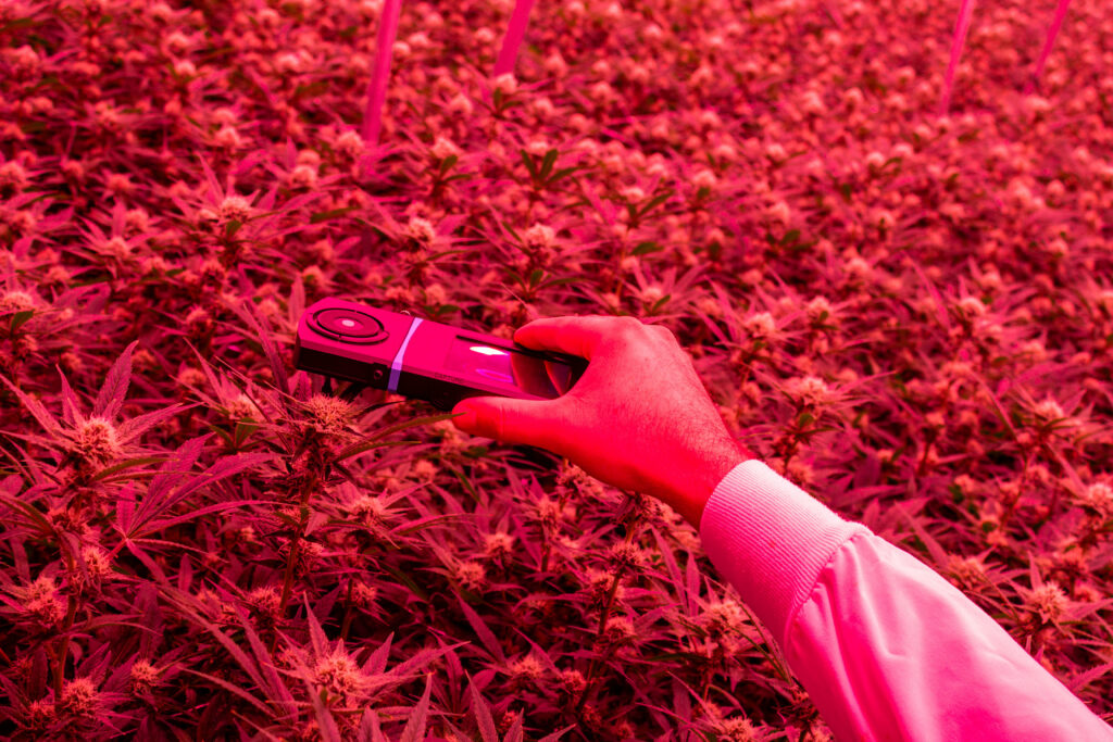 A hand holding a specialized horticulture light measuring device over a dense canopy of cannabis plants illuminated under red light