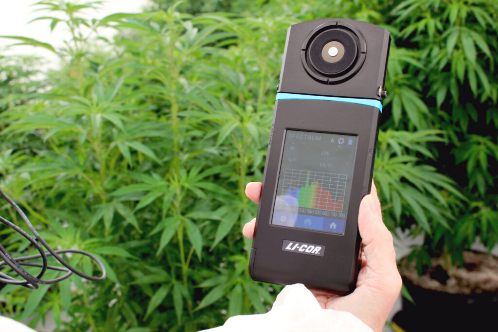 A hand holding a LICOR light meter in front of mature cannabis plants to measure the output of horticulture lighting performance in a cannabis grow room