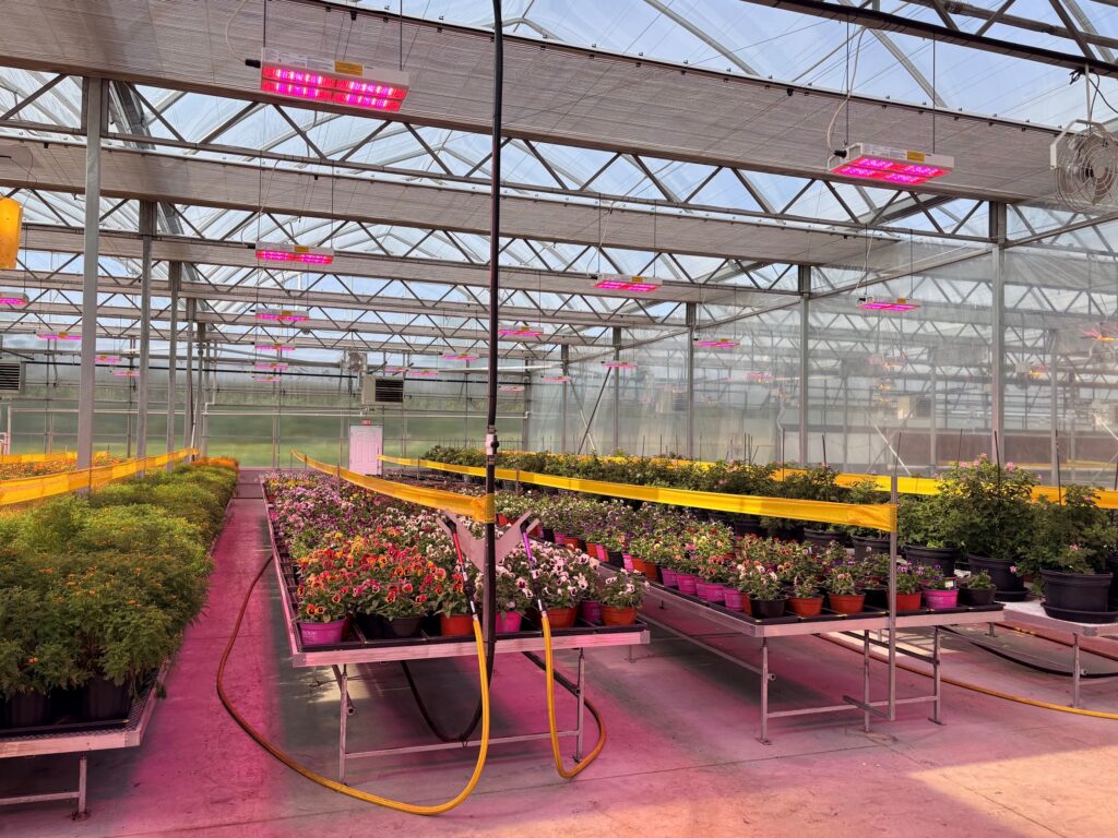 raised tables displaying various plants growing under LED lighting inside Les Jardiniers du Chef's commercial greenhouse