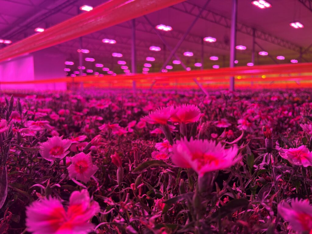 a foreground of gerbera flowers growing in a greenhouse illuminated by magenta LED grow lighting.