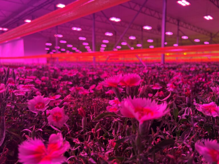 a foreground of gerbera flowers growing in a greenhouse illuminated by magenta LED grow lighting.