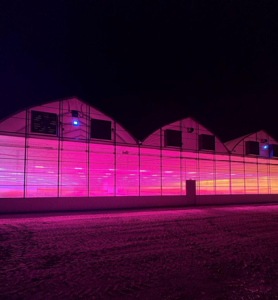 exterior view of a Les Jardiniers du Chef's 3-bay greenhouse glowing pink at night from the LED grow lights