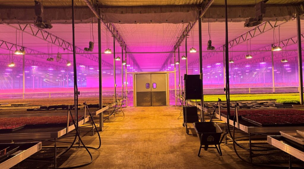 Jardiniers du Chef greenhouse interior showing a room glowing magenta in the background