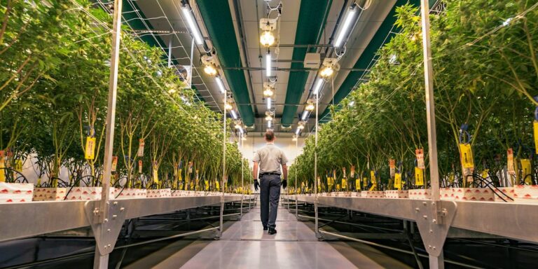 Lighting Strategies for Cannabis Cultivation: How to Start?
