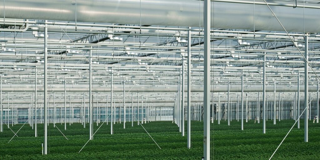 Rows of overhead grow light fixtures across a large commercial greenhouse, with a young green crop covering the floor below.