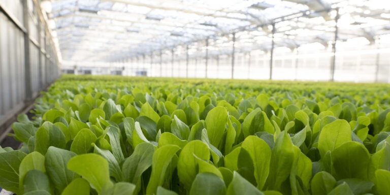 How to Start Your Lighting Strategies for Leafy Greens