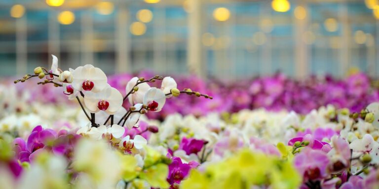 How to Manage Photoperiod for Better Crop Production