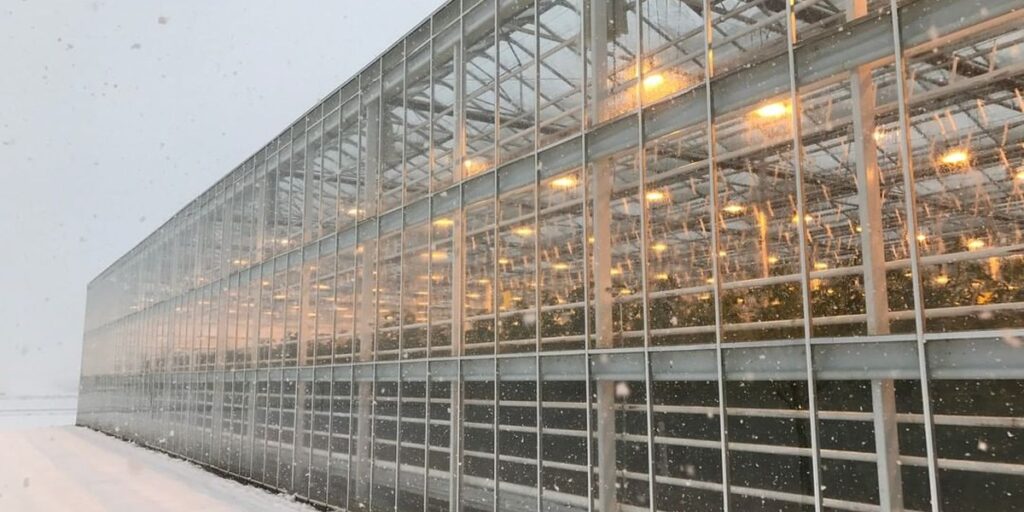 Lighting for Northern Growers. How to Plan a Year-round Growing strategy?