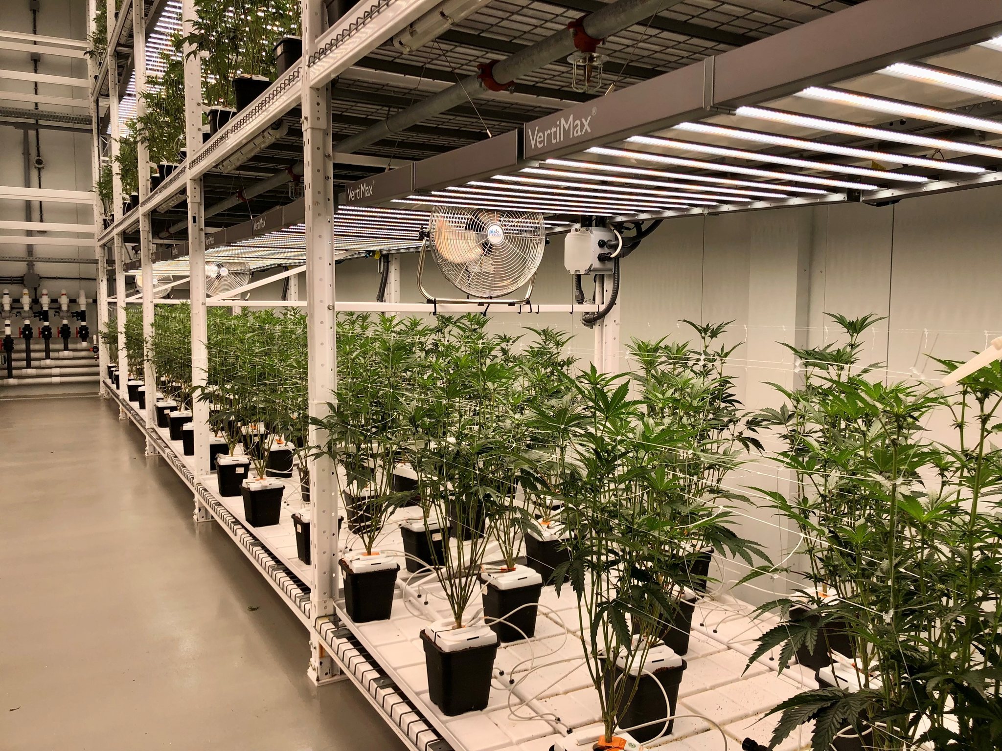 Cannabis plants growing on multi-tiered racks under VertiMax LED luminaires in an indoor facility